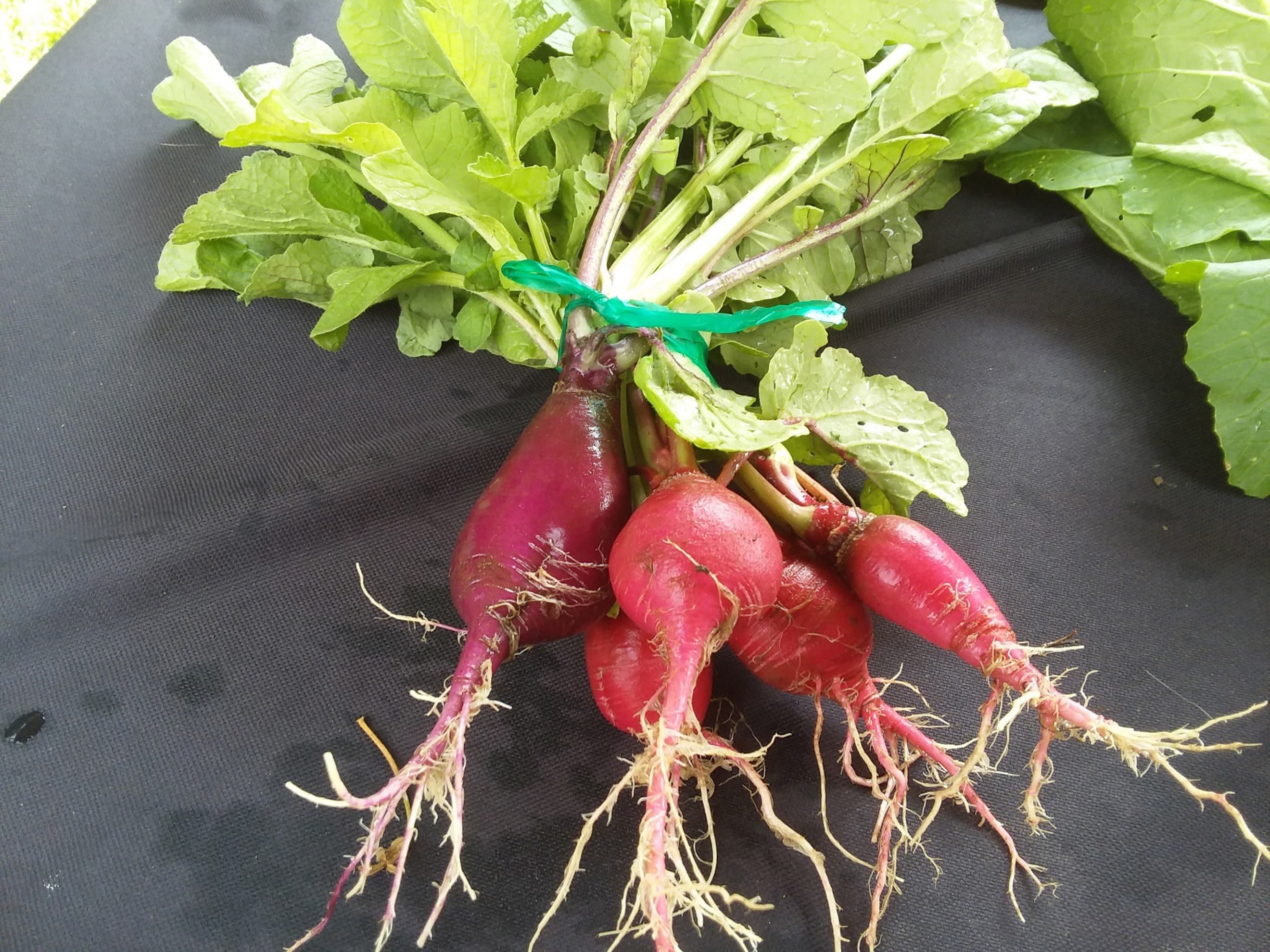 Radishes