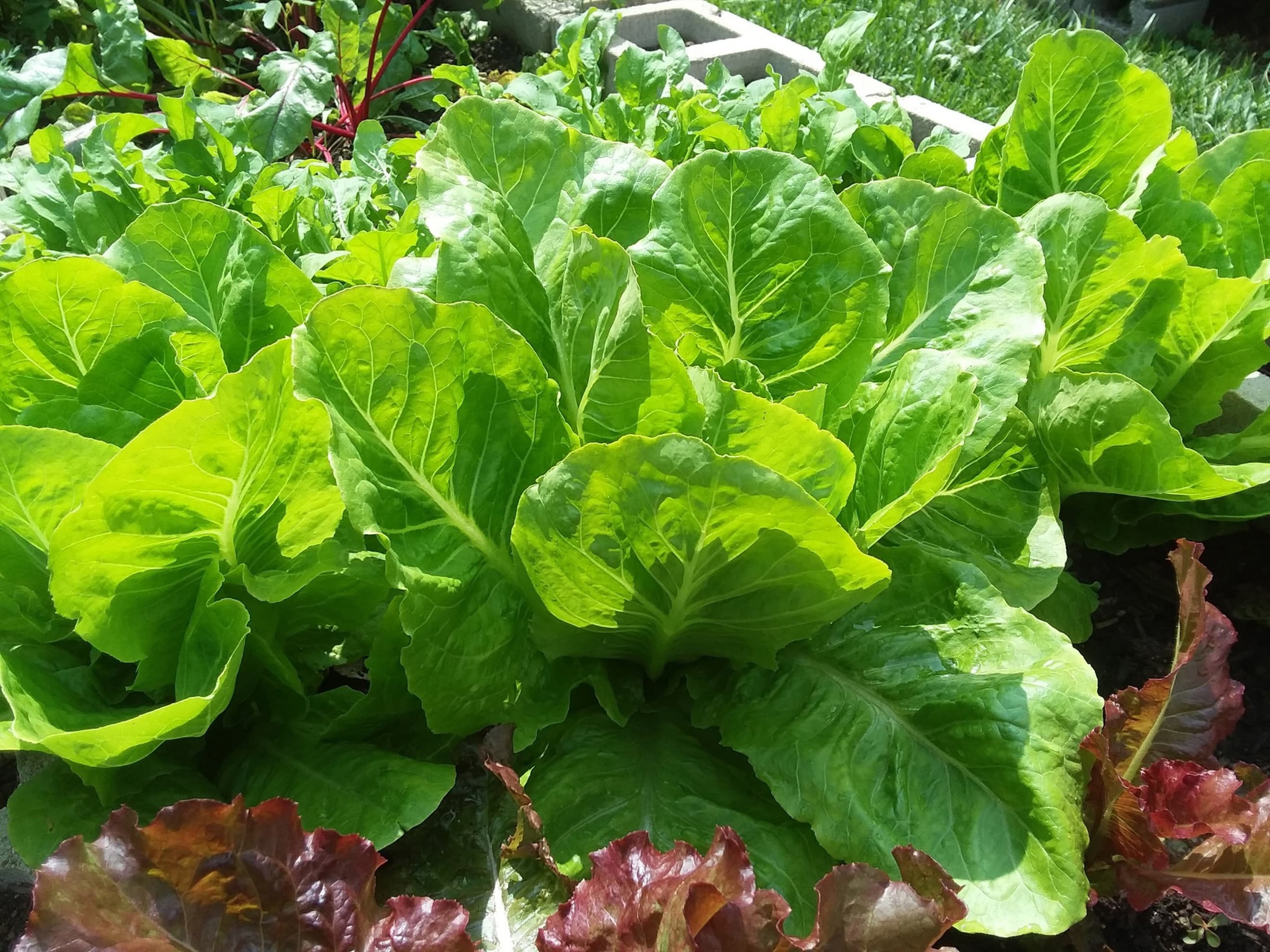 WHUF Exceptional Salad Mix