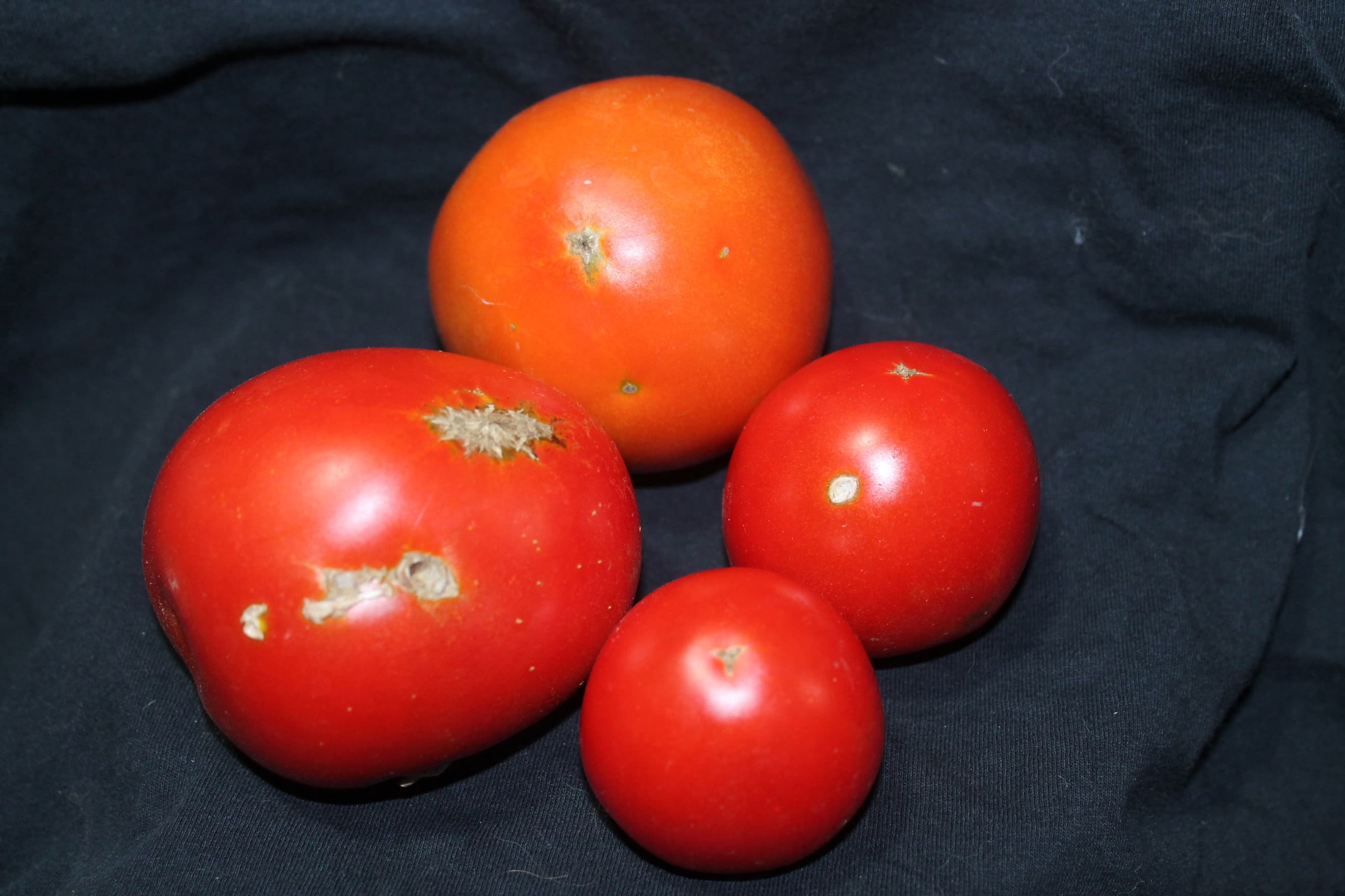 Tomatoes