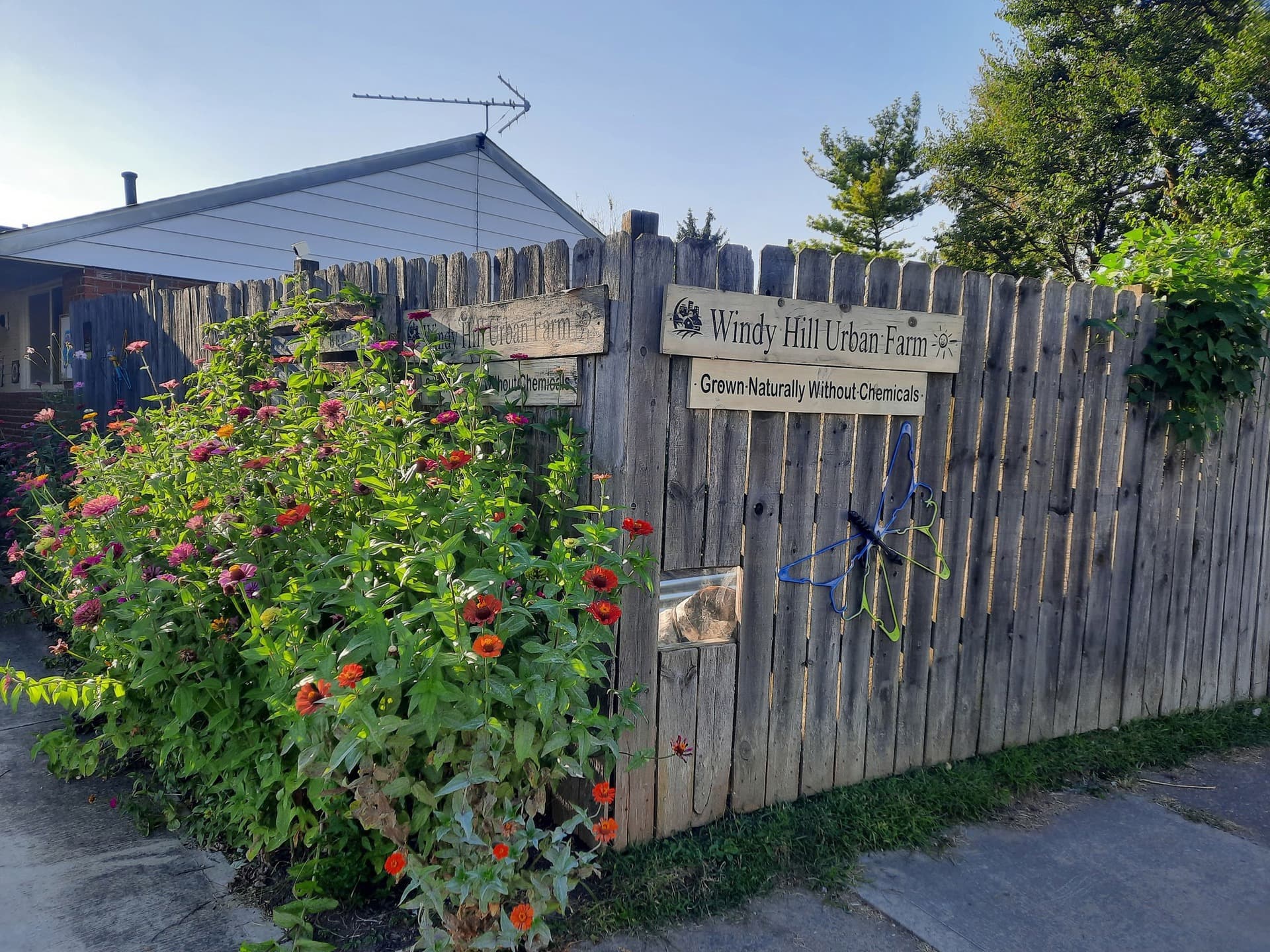 Windy Hill Urban Farm: Your source for local food!