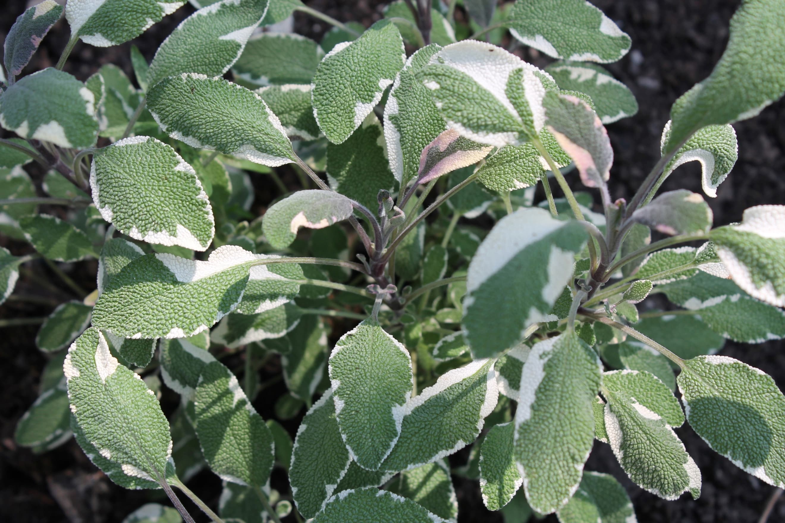 Tricolor Sage (bunch)