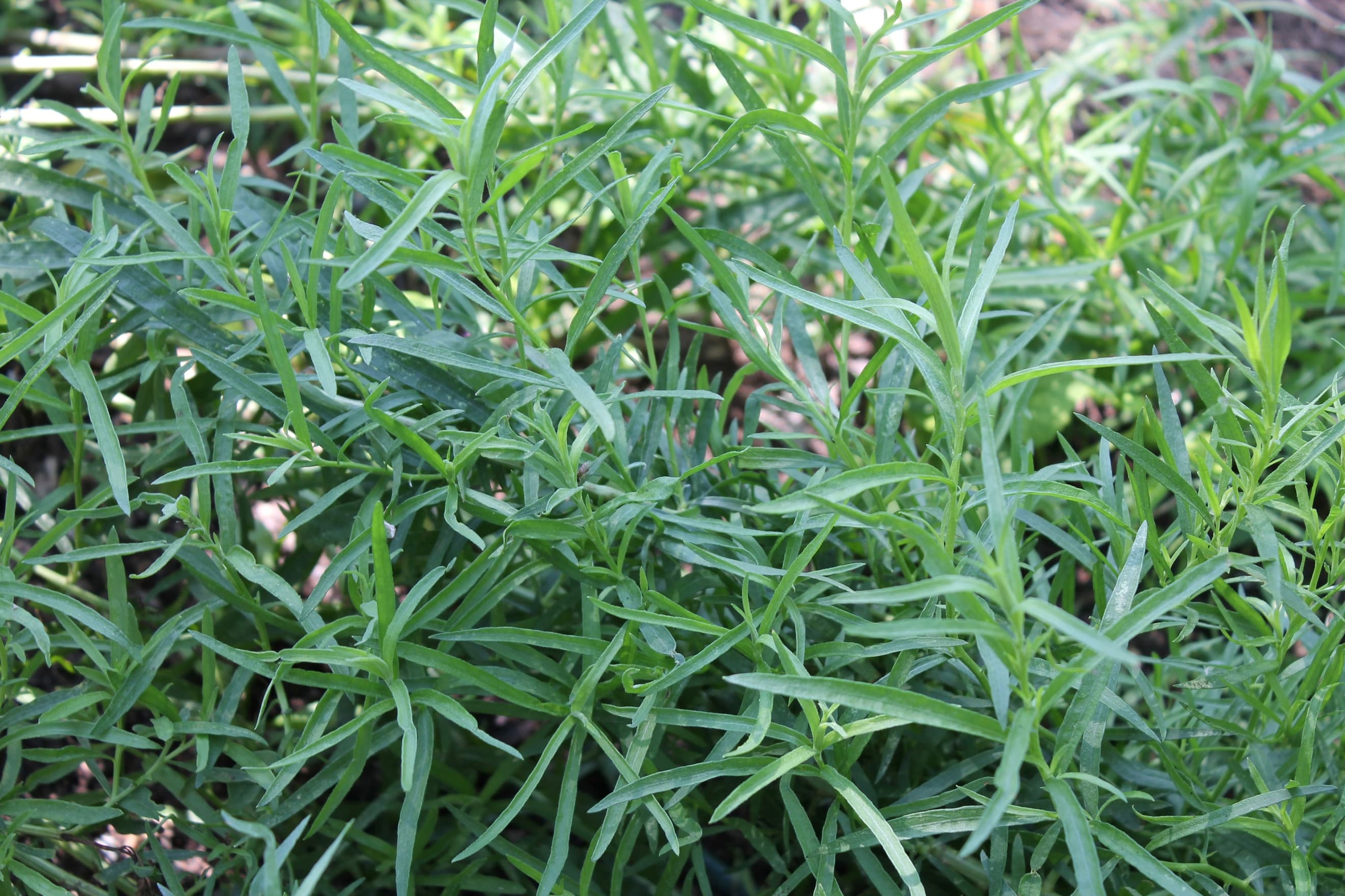 Russian Tarragon - (bunch)