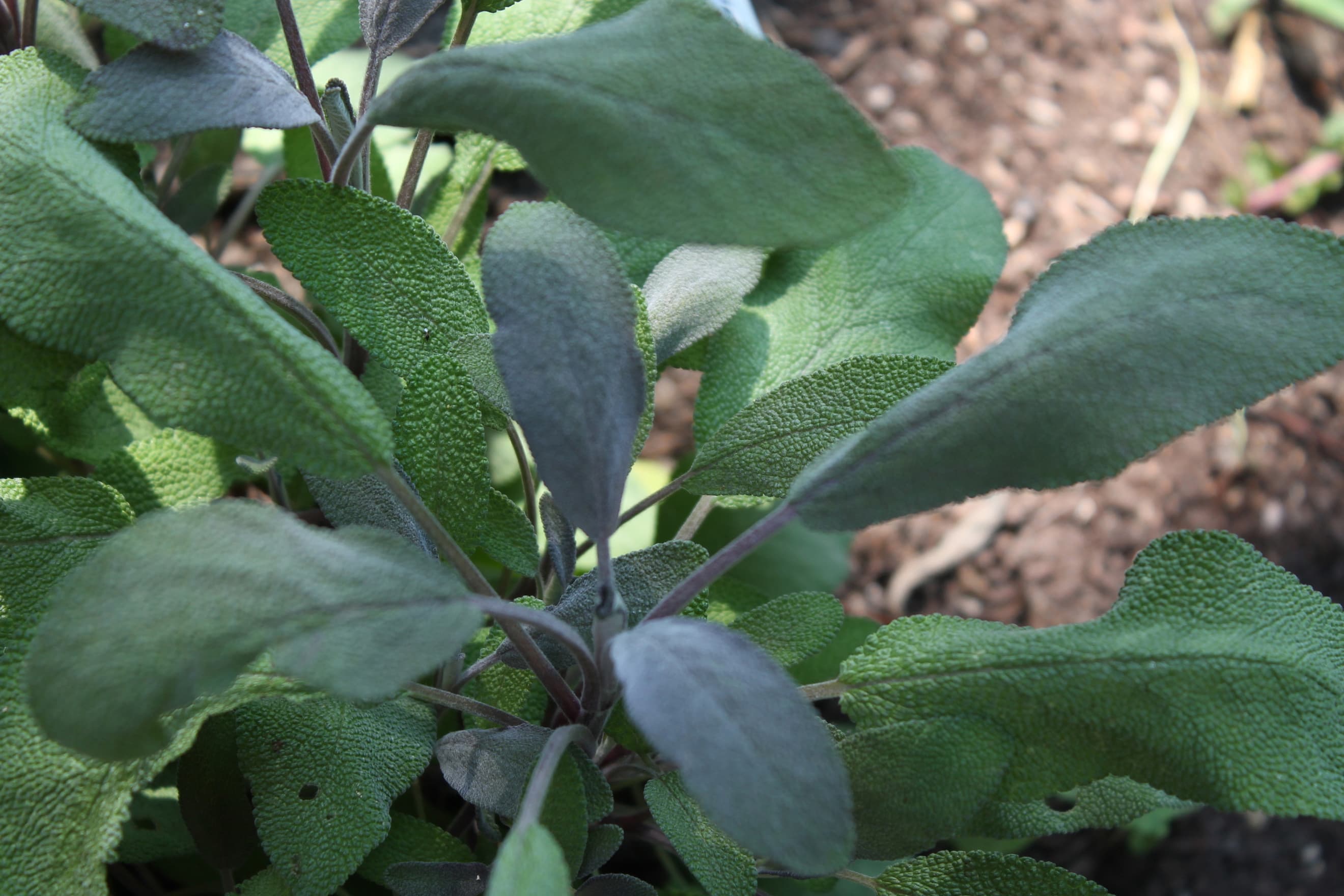 Purple Sage - (bunch)
