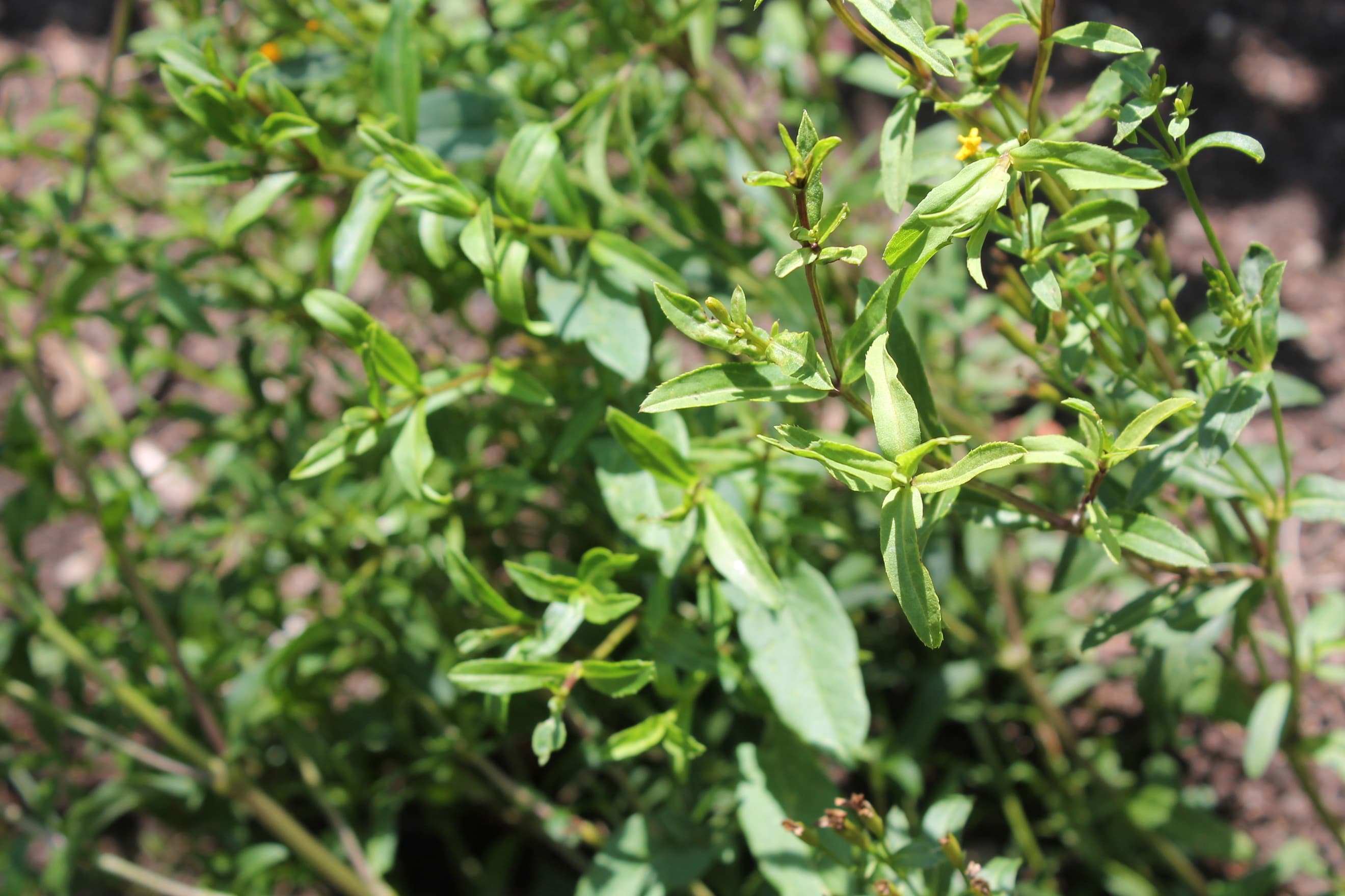 Mexican Tarragon - (bunch)