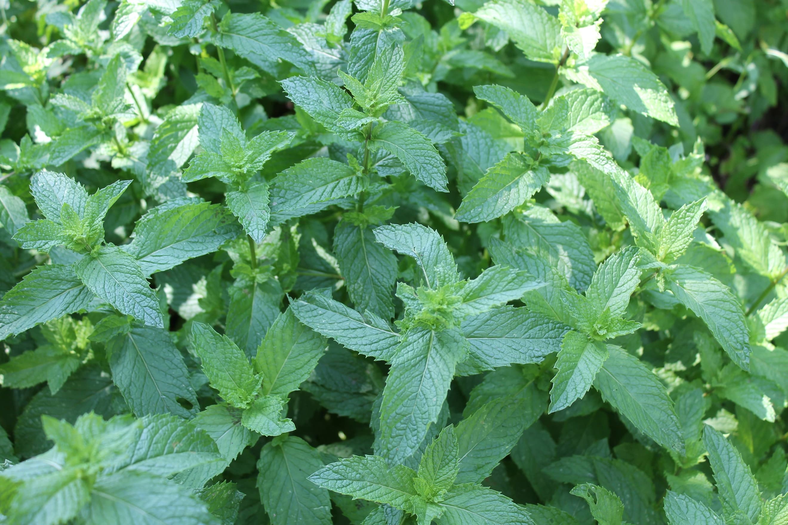 Mojito Mint - (bunch)