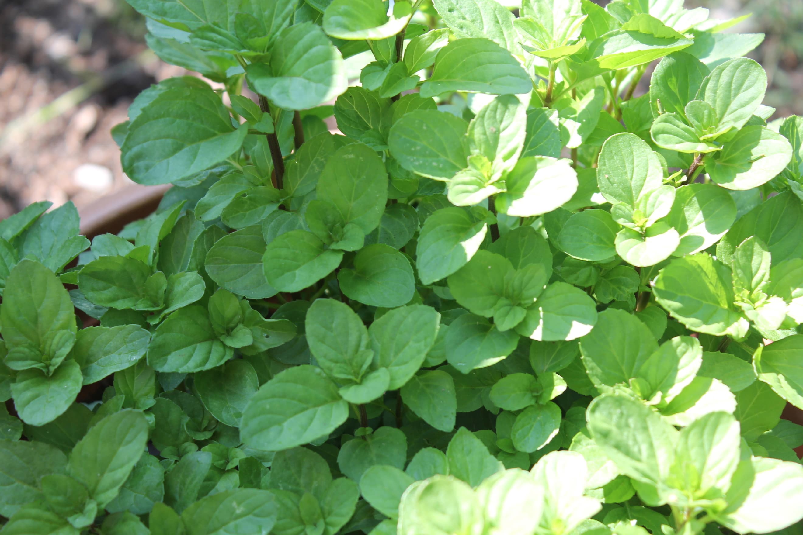 Basil Mint (bunch)
