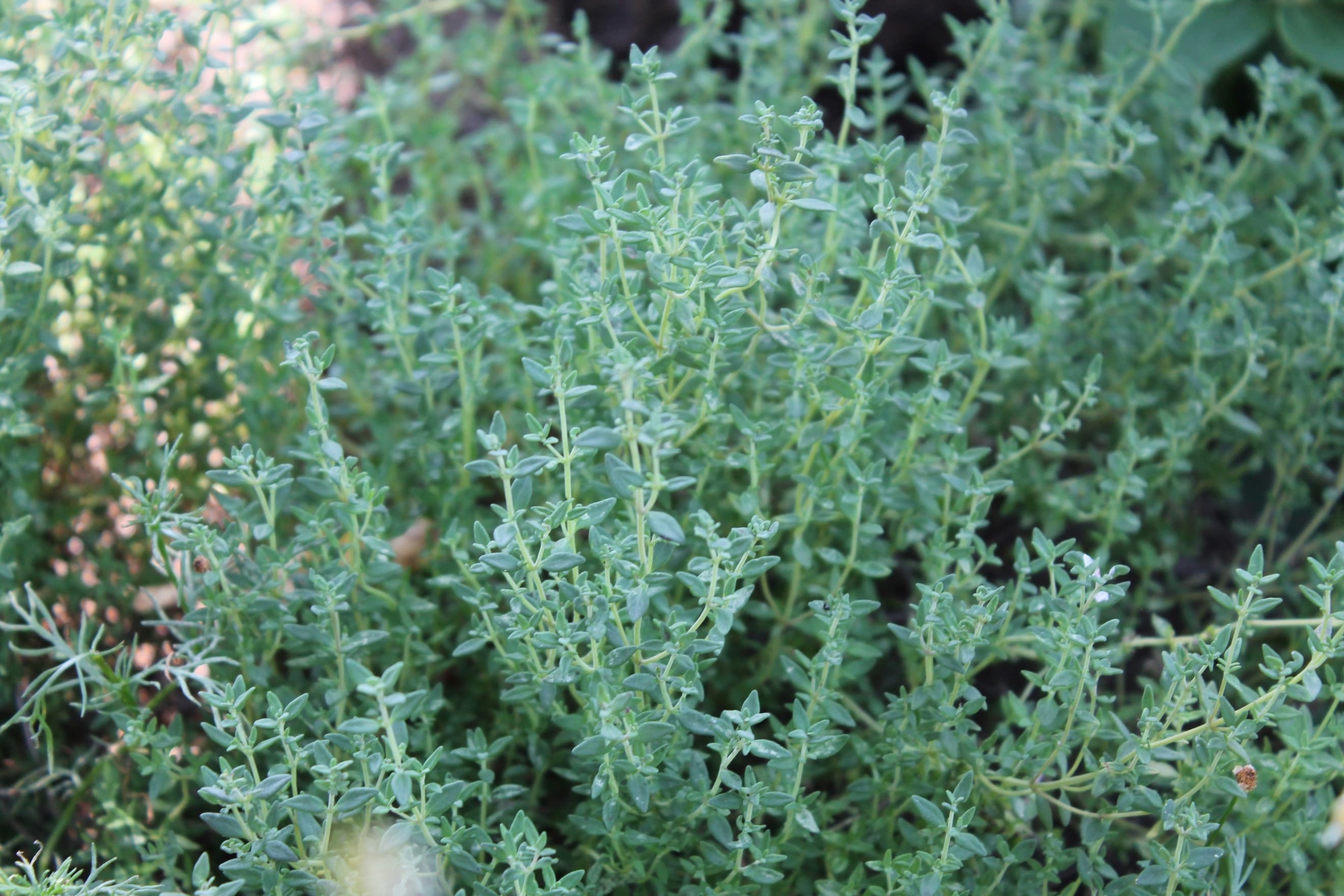 German Thyme - (bunch)