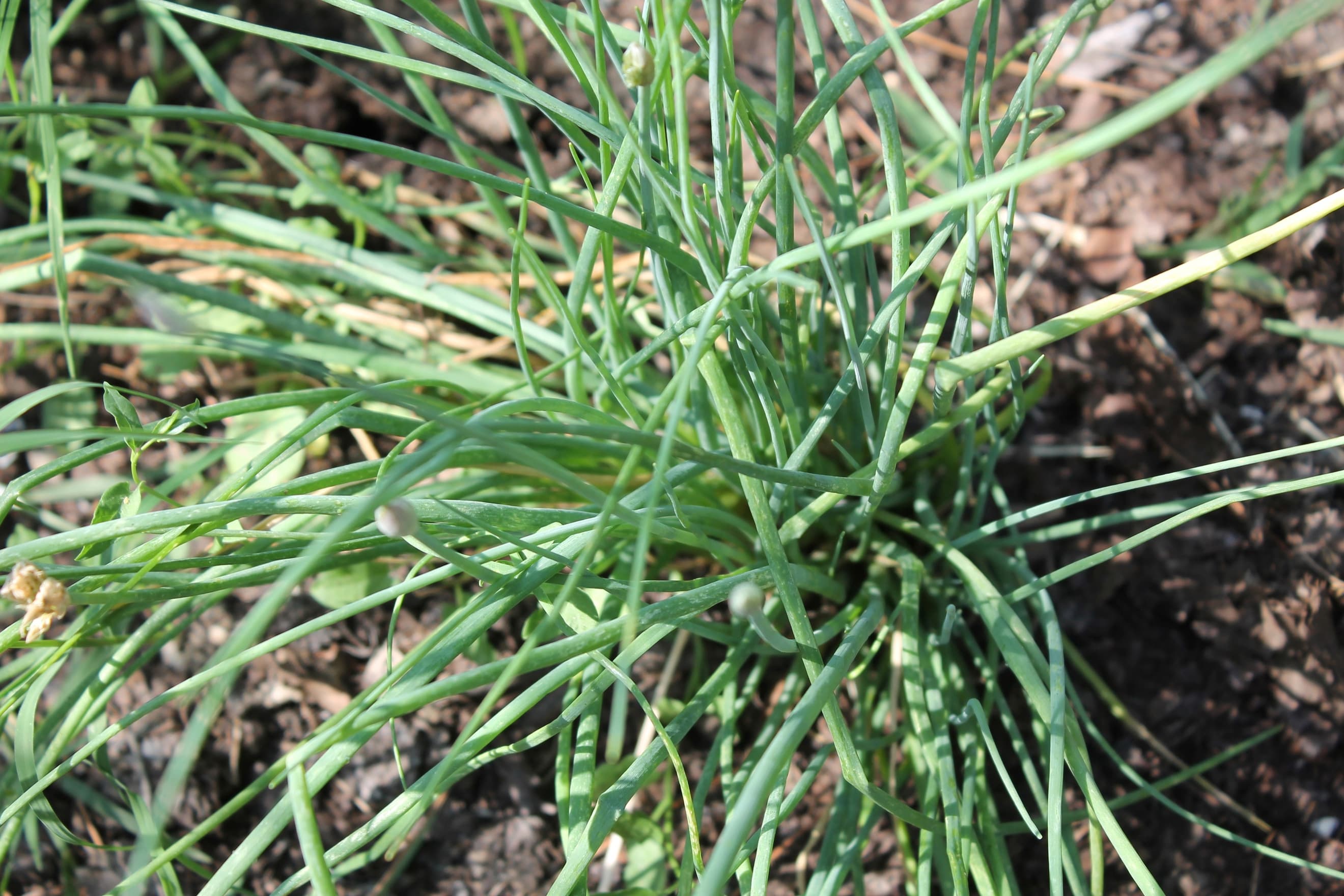Chives - (bunch)