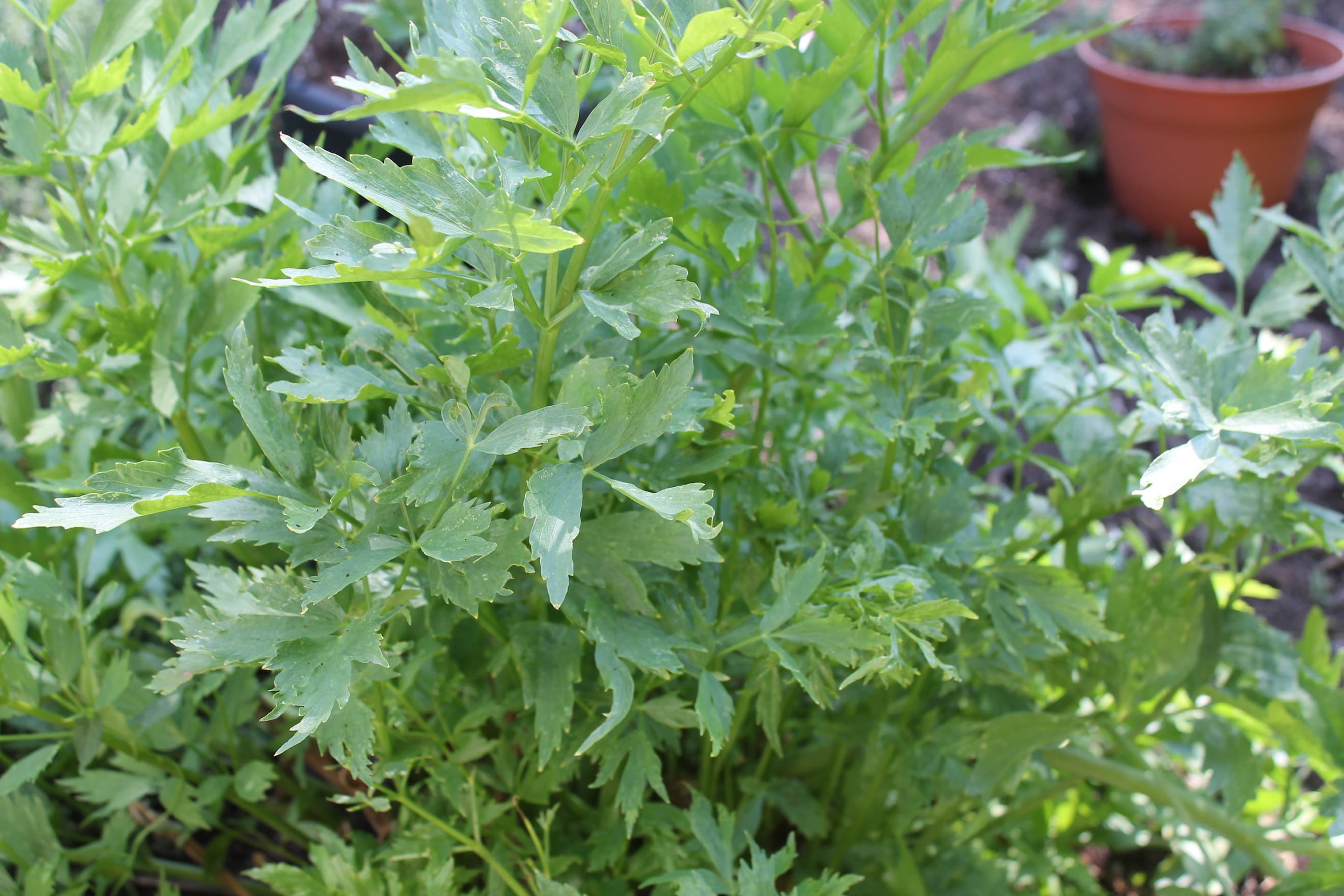 Lovage - (bunch)