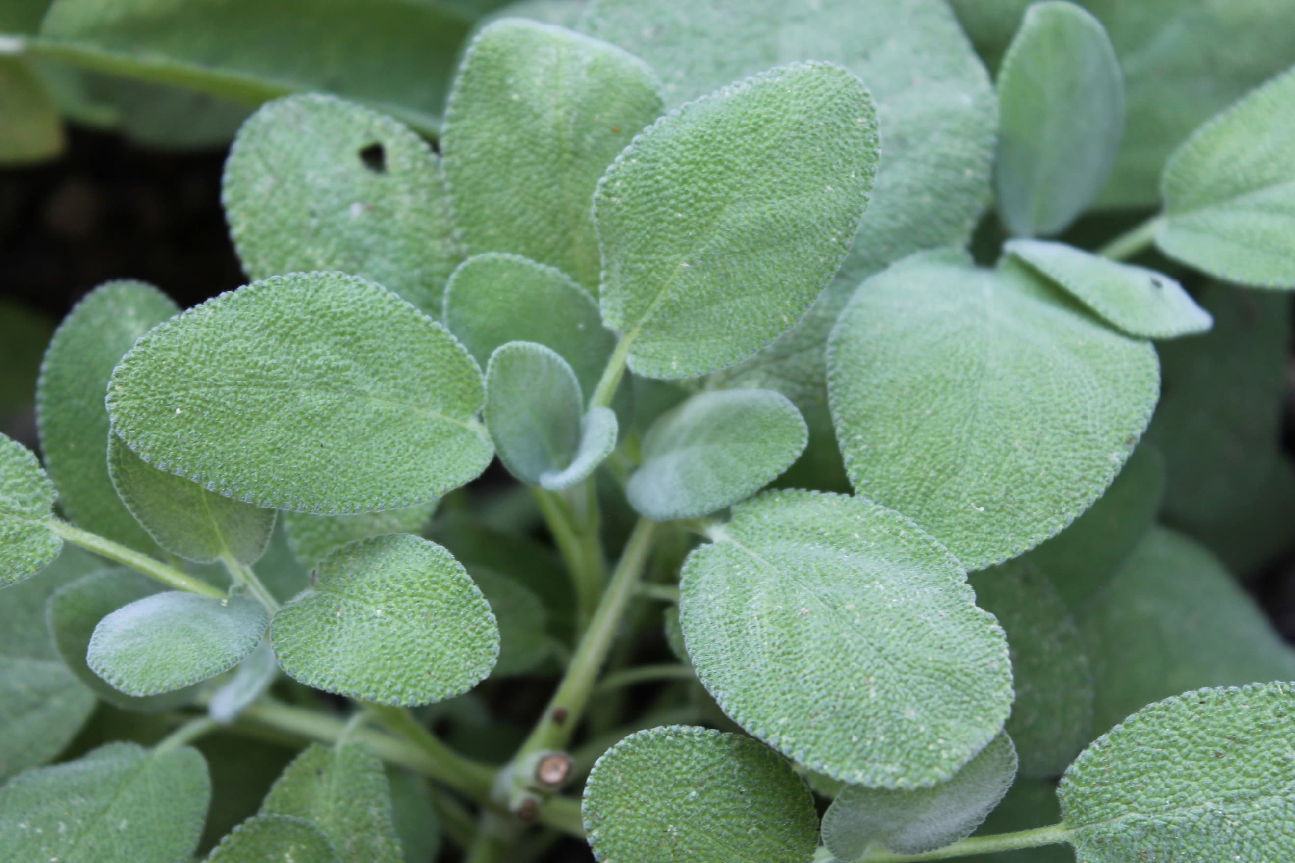 Sage - (bunch)