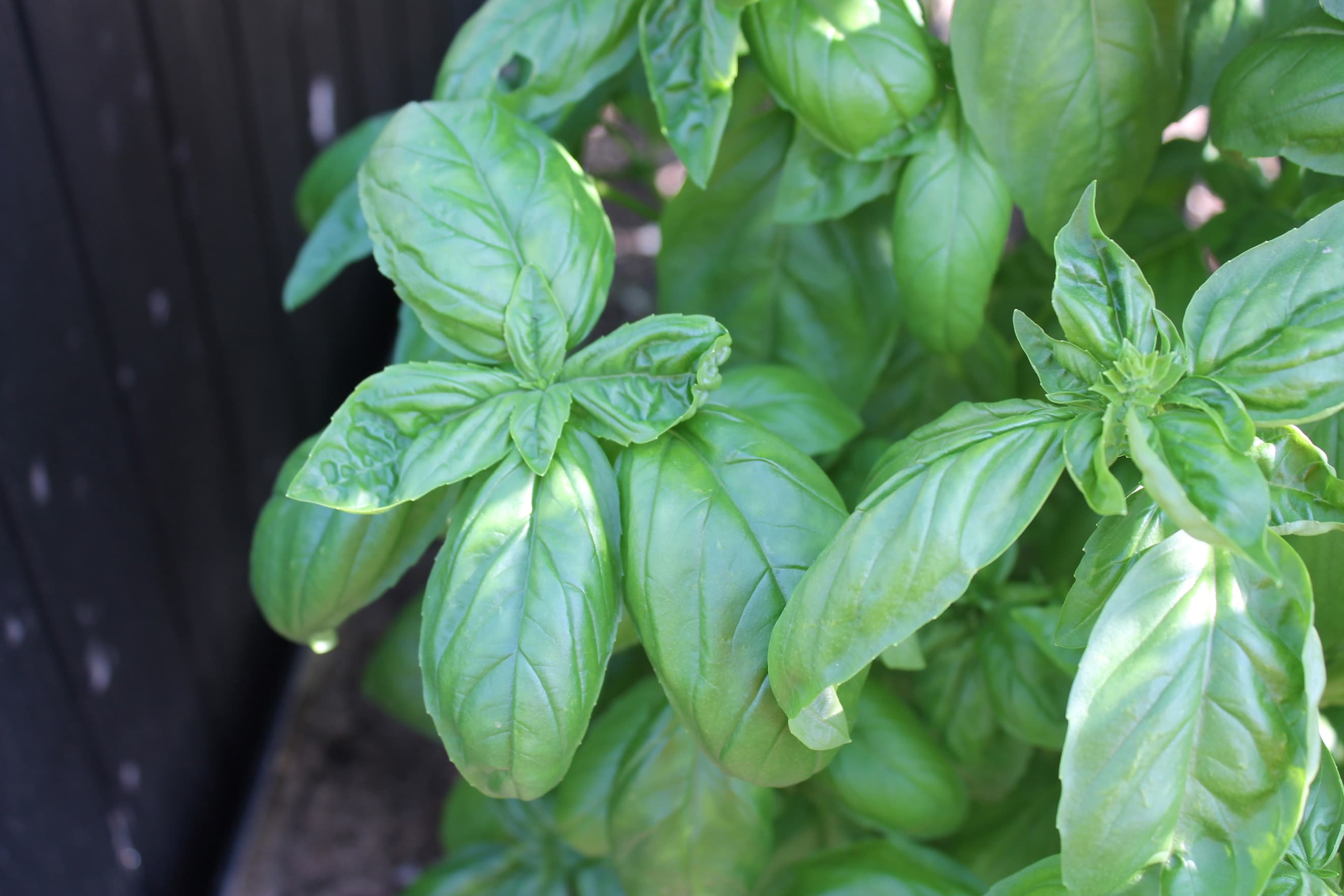 Sweet Basil - (bunch)