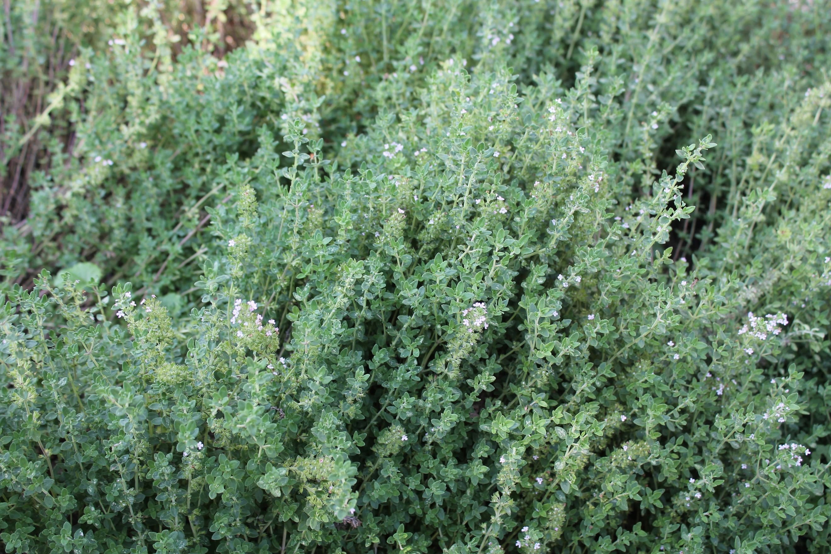 English Thyme (bunch)