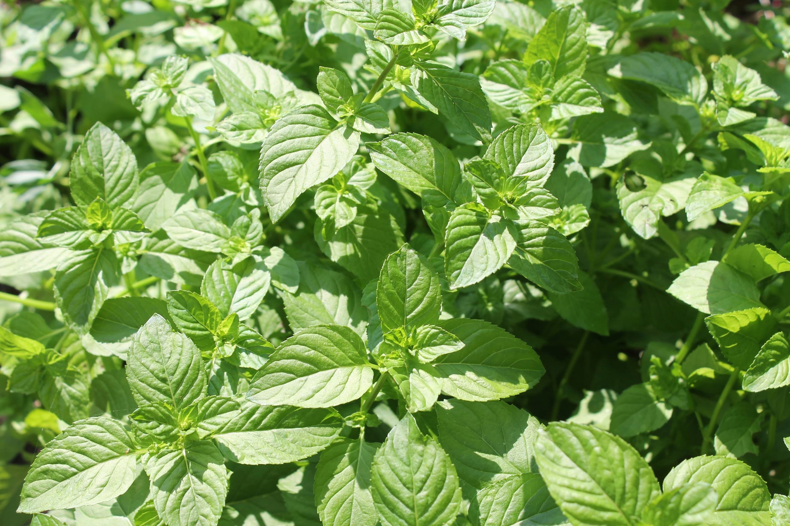 Orange Mint (bunch)