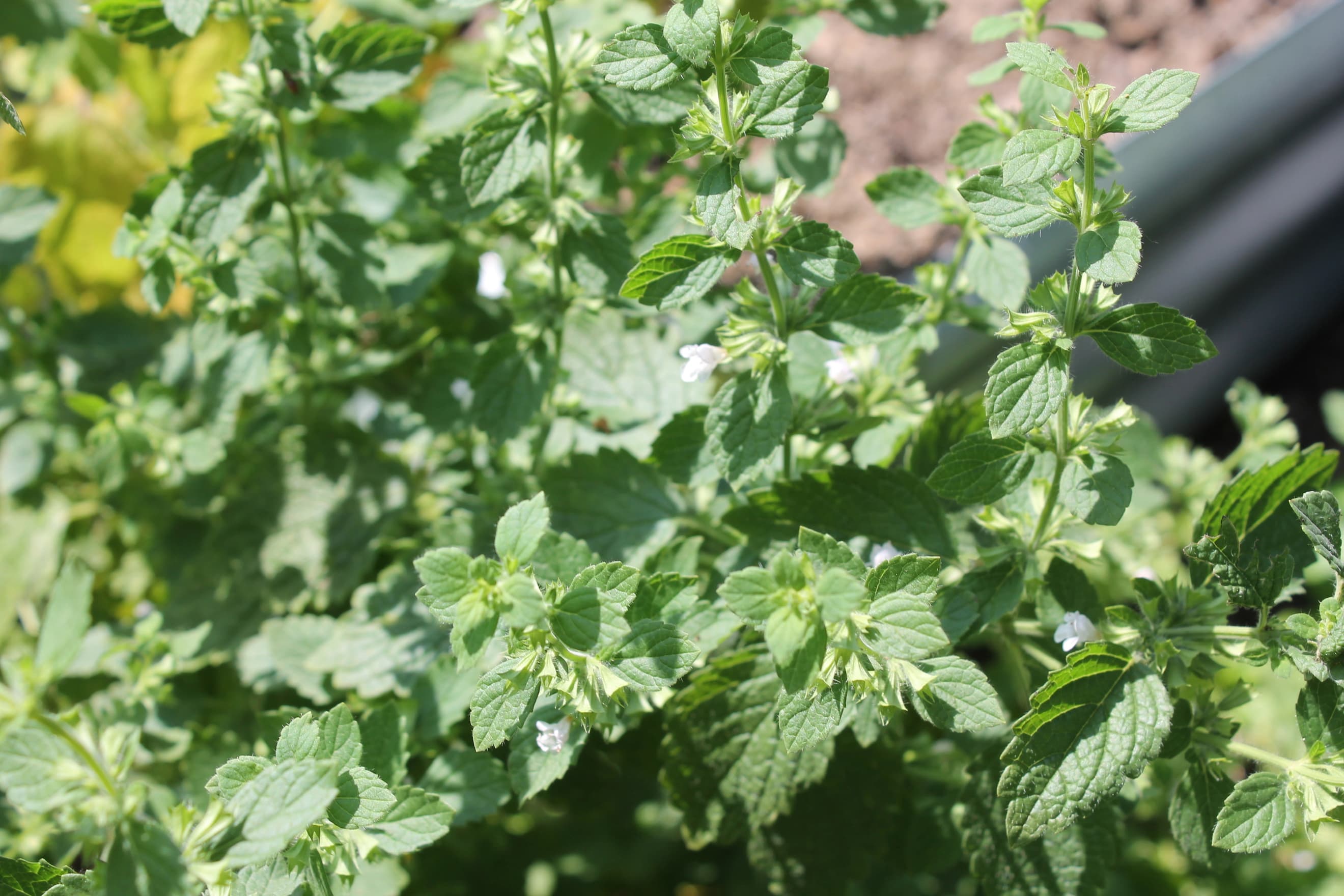 Lemon Balm (bunch)