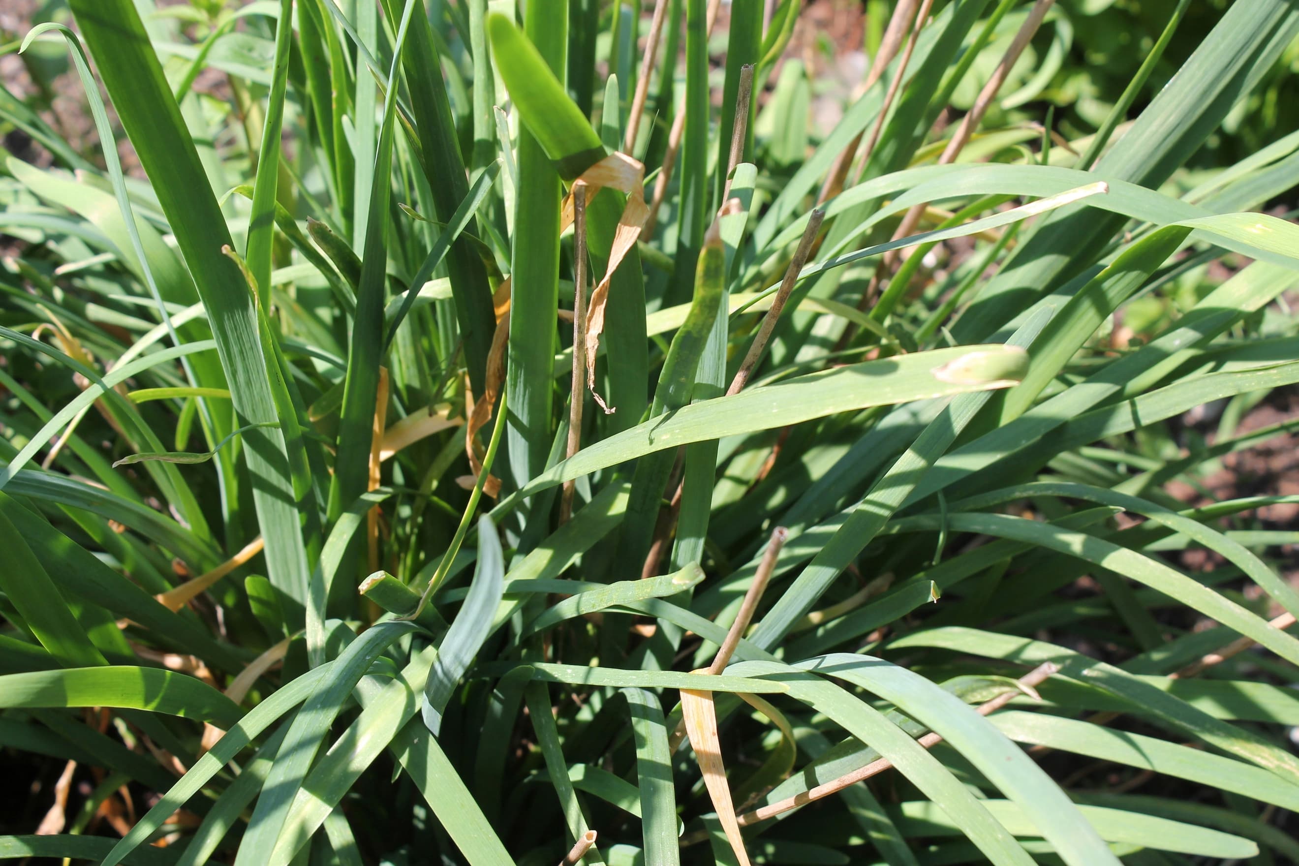 Garlic Chives - (bunch)