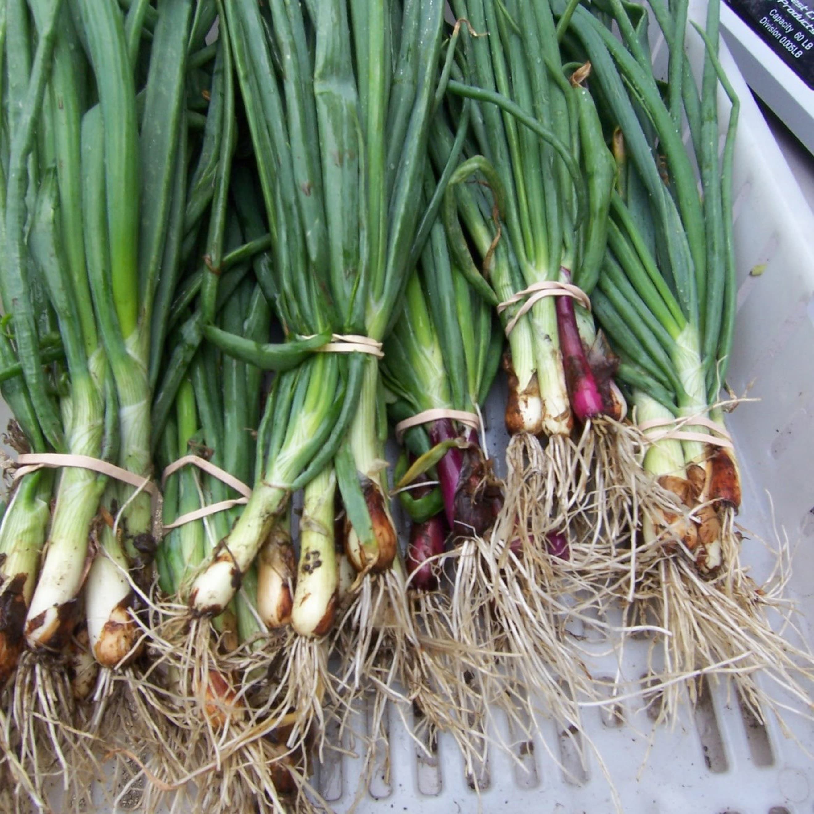 Green Onions