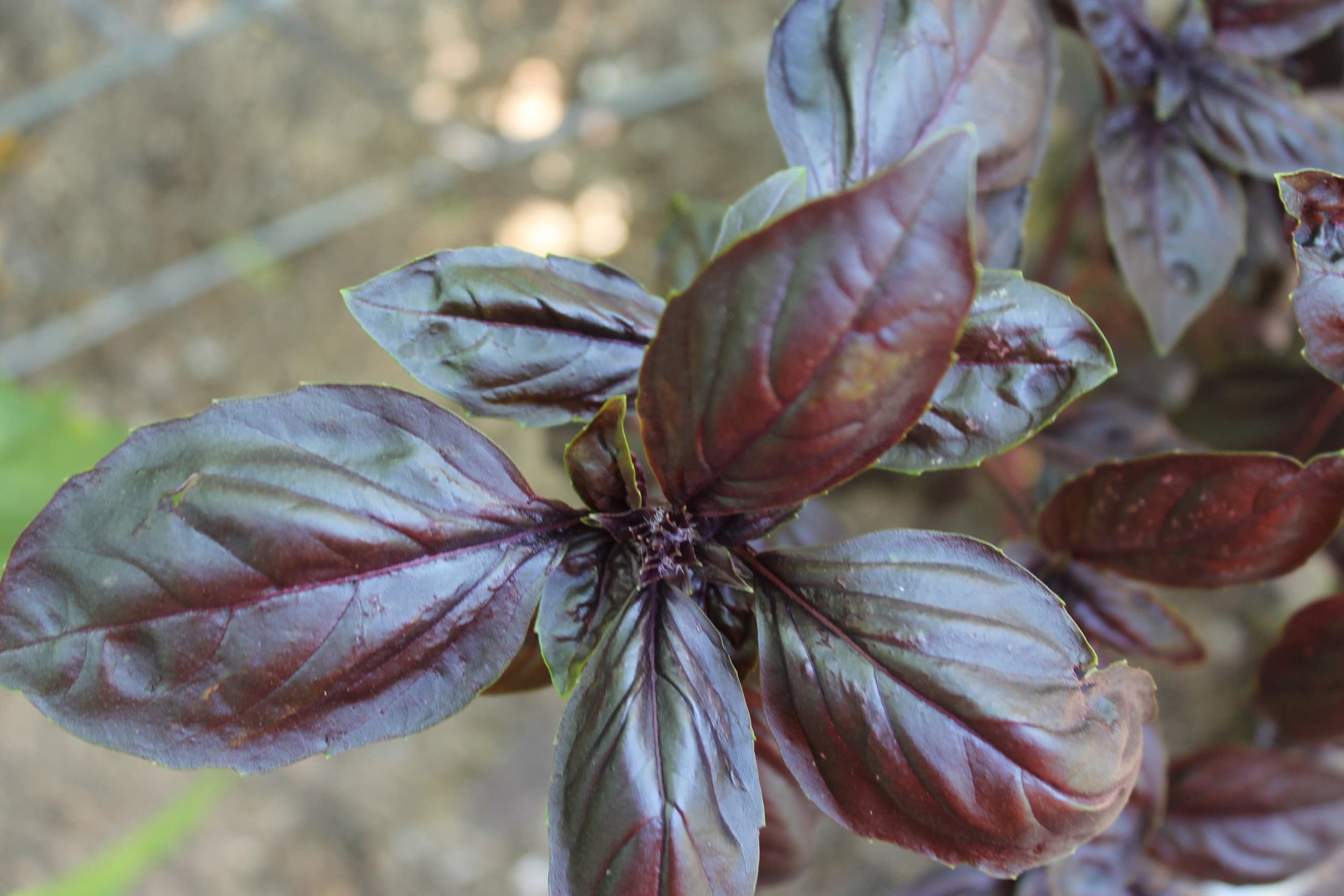 Purple Basil - (bunch)