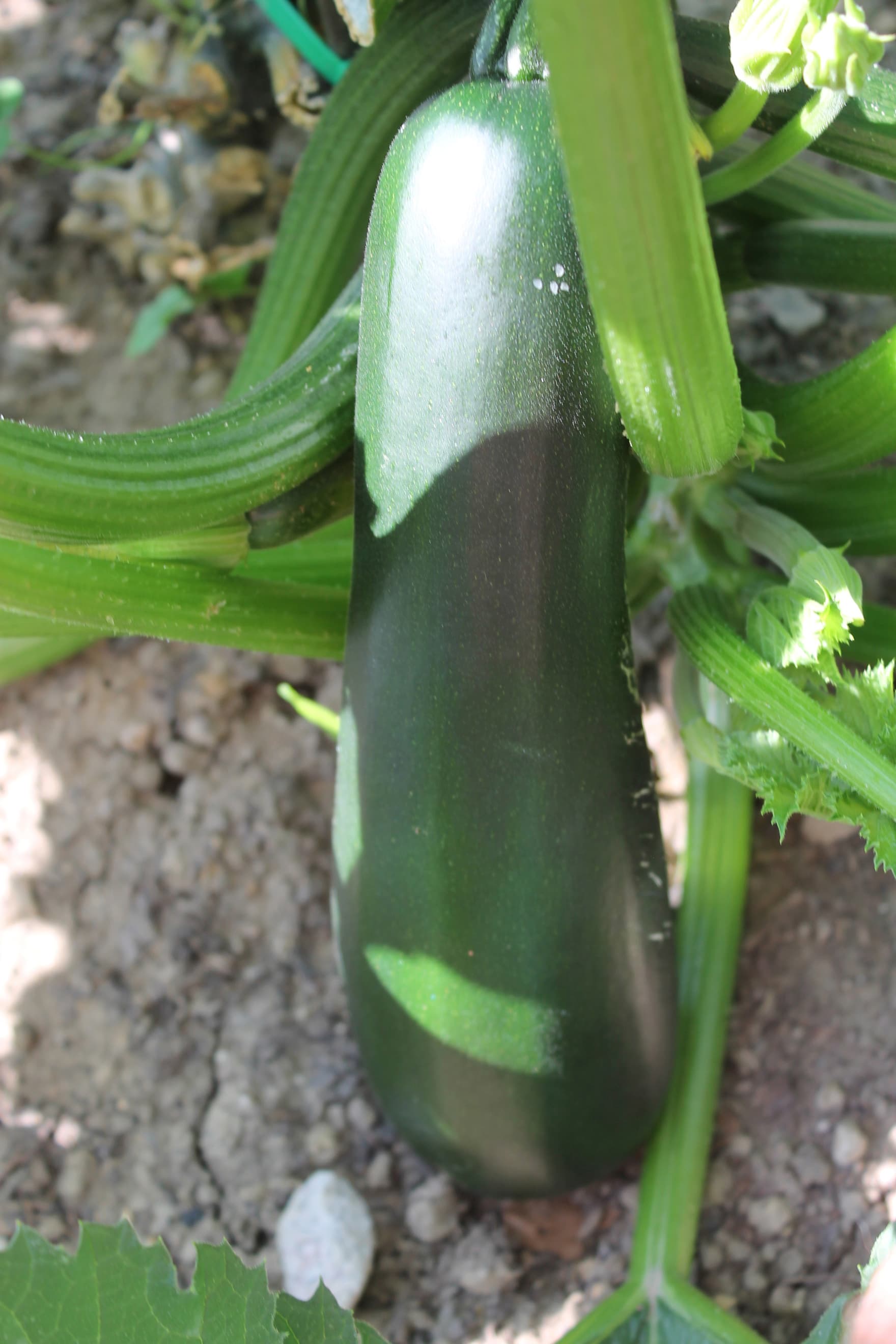 Green Zucchini