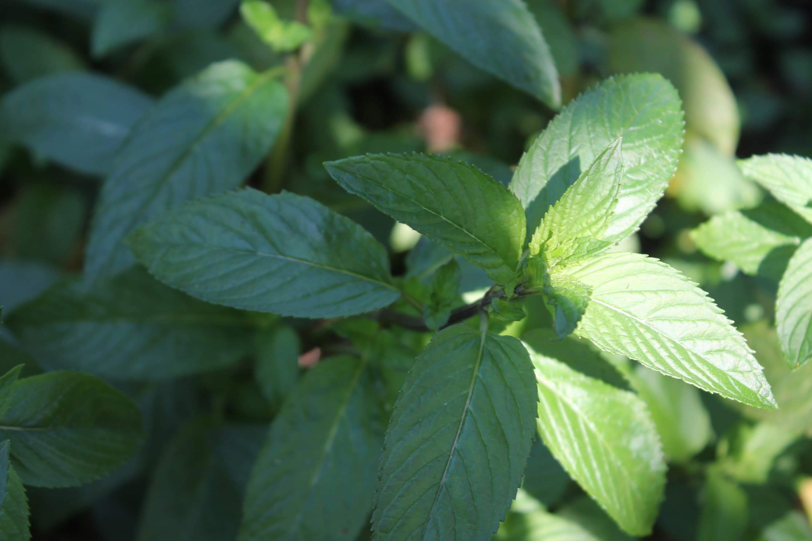 Chocolate Mint - (bunch)